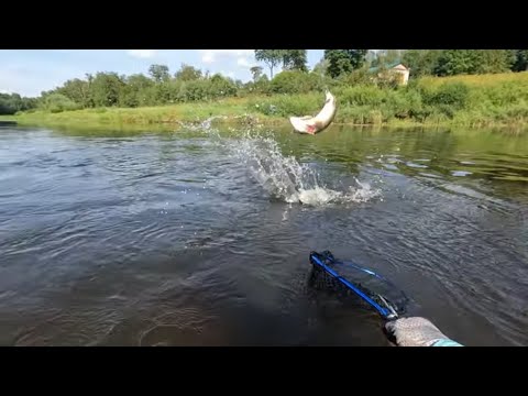 Видео: Ловля ГОЛАВЛЯ В ЖАРУ! Рыбалка ЛЕТОМ на СПИННИНГ! Рыбалка на Малых реках!