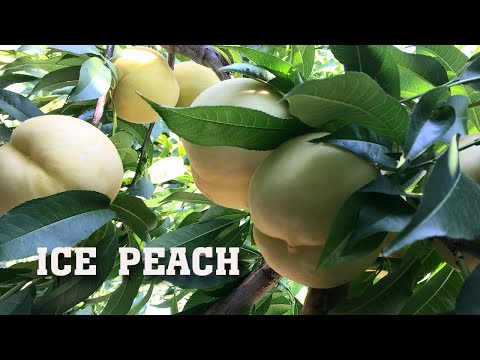 Видео: Персик Айс Пич/ ICE PEACH / Преимущества и недостатки/2021.08.16