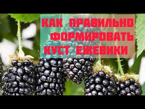 Видео: Обрезка ежевики