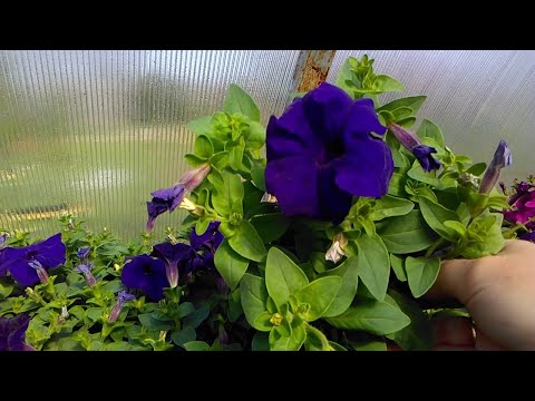 Видео: Петуния. Цветение. Характеристика разных сортов
