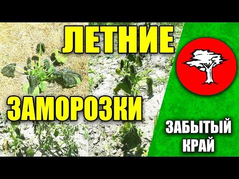 Видео: Летние заморозки