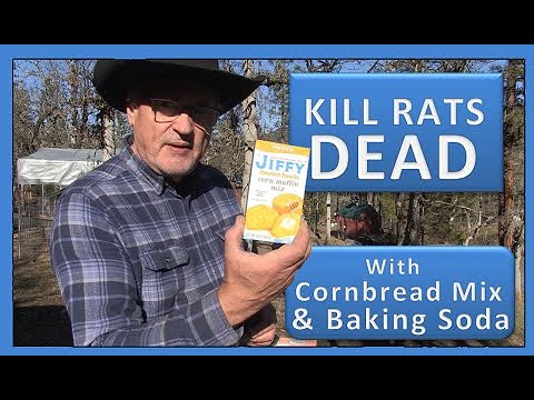 Видео: УБЕЙТЕ КРЫС С ПОМОЩЬЮ СМЕСИ ДЛЯ КУКУРУЗНОГО ХЛЕБА И ПИЩЕВОЙ СОДЫ