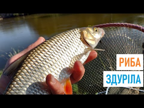 Видео: СЕКРЕТНА НАСАДКА на ФІДЕР на річку #ГОРИНЬ #КомандаА #рибалка #річка #горох #головень #риба #плотва