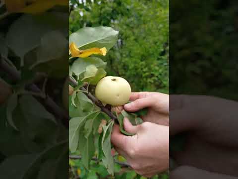 Видео: Яблони Сентябрьский десерт, Вектор, Экранное, Налив Исецкий, Первоуральское.