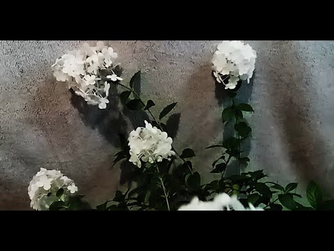 Видео: Как и когда обрезать ГОРТЕНЗИЮ