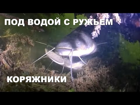 Видео: ПОД ВОДОЙ С РУЖЬЕМ. КОРЯЖНИКИ. Подводная охота на сома