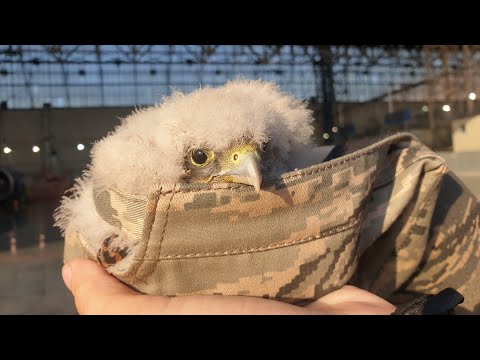 Видео: Комочек грустной ваты в кепочке. Соколёнок выпал из гнезда
