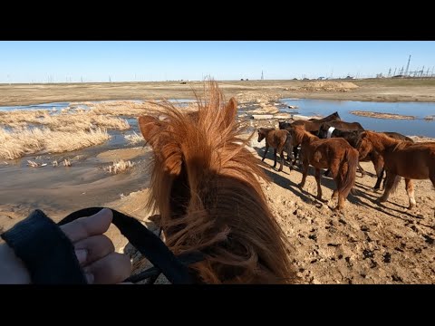 Видео: ВЫПУСКАЕМ ТАБУН ЛОШАДЕЙ  НА ВОЛЮ – СМОТРИТЕ, КАК ЭТО БЫЛО