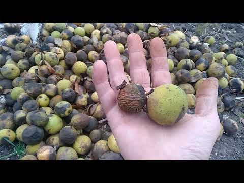 Видео: ЧЕРНЫЙ ОРЕХ.Высадка на древесину.