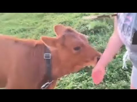 Видео: Четверг