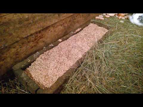 Видео: Содержание кроликов в сарае