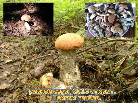 Видео: Тихая охота. Поисковый сезон грибов 2016 открыт.