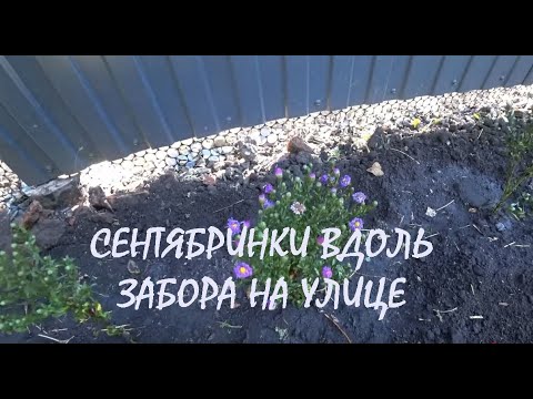 Видео: Посадка САЖЕНЦЕВ-ПРУТИКОВ МАЛИНЫ Очистка участка ЗЕМЛИ за забором и высадка СЕНТЯБРИНОК_15.09 2025