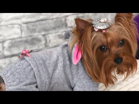 Видео: VLOG: 3 ДНЯ С НАМИ, Постригла Юсю, собираю посылочки♥️