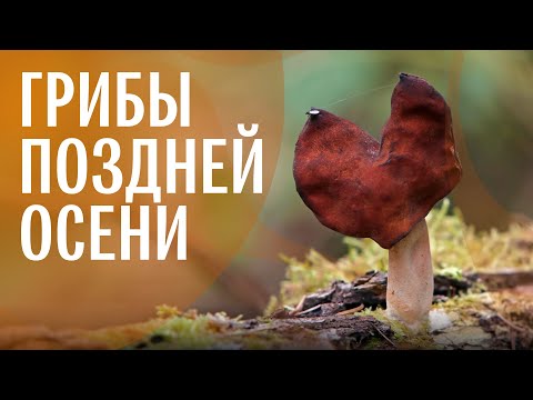 Видео: Позднеосенние грибы: боровик сосновый, подосиновики, зеленушка, строчок осенний. Михаил Вишневский