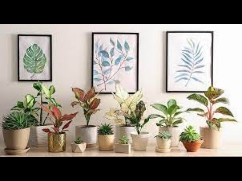 Видео: Аглаонемы.