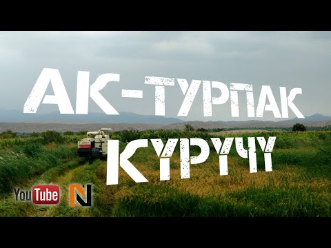 Видео: Баткен: Ак-Турпак күрүчү орулуп баштады