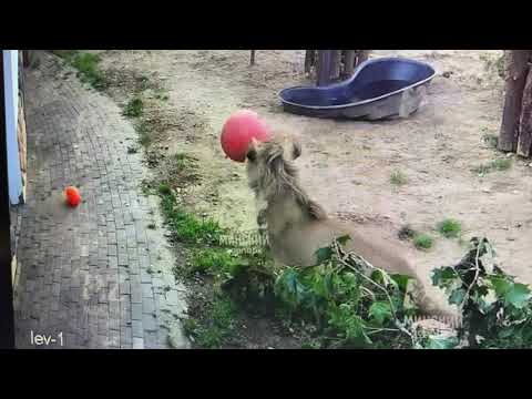 Видео: Из Архива. ШарХан Игры перед сном 05 08 2025