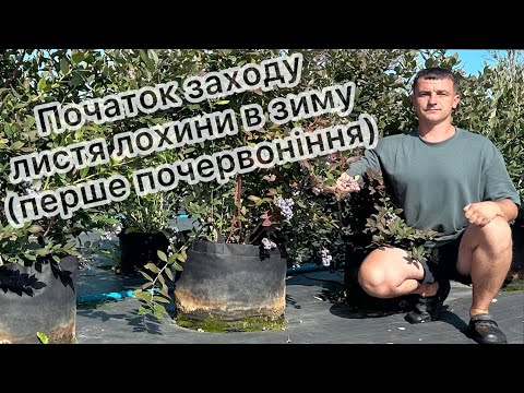 Видео: Перші ознаки заходу лохини в зиму 30.08.25