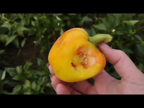 Видео: ПЕРЕЦЬ БОЛГАРСЬКИЙ.ВІДКРИТИЙ ГРУНТ.