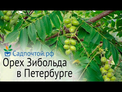 Видео: Орех Зибольда или айлантолистный в Петербурге - съедобный и зимостойкий