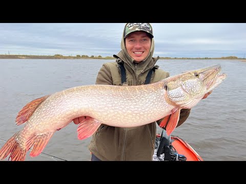 Видео: Эта приманка удивляет КРОКОДИЛОВ. Рыбалка на спиннинг на реке Обь