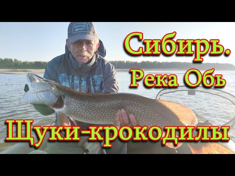 Видео: Константин Кузьмин. Щуки-крокодилы на реке Обь.