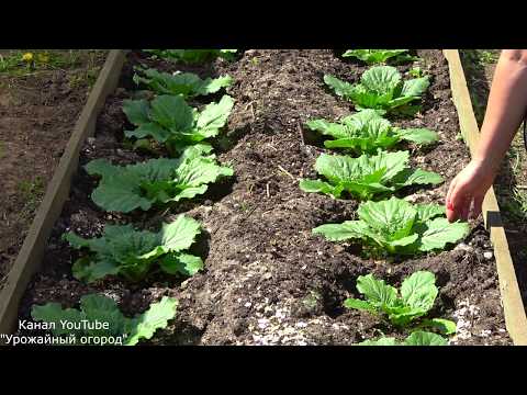 Видео: СРОЧНО ПОЛЕЙТЕ КАПУСТУ ЭТИМ СРЕДСТВОМ ДЛЯ УВЕЛИЧЕНИЯ УРОЖАЯ!!!