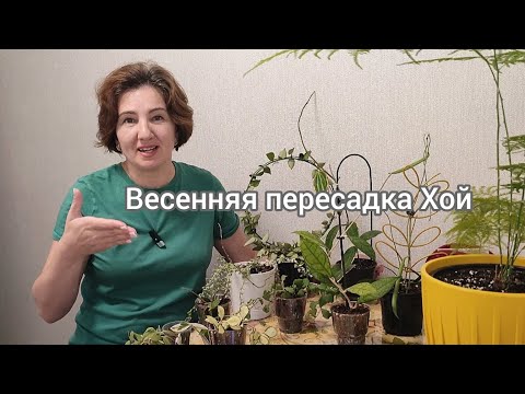 Видео: Хойи. Пересадка, подвязка на опору, черенкование.
