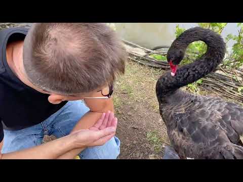 Видео: Экзотическая ферма «Птица удачи» (Страусиная Ферма)