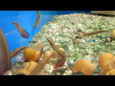 Видео: Макрогнатус глазчатый - содержание!