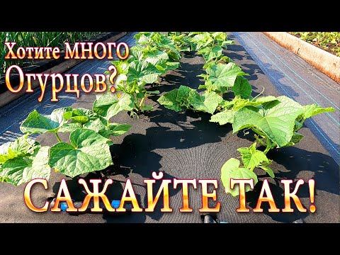 Видео: Хотите МНОГО Огурцов? Тогда САЖАЙТЕ и ДЕЛАЙТЕ так! #дача