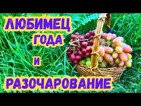 Видео: Виноград 2025: фавориты и разочарования сезона!