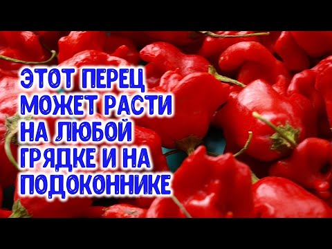 Видео: Этот перец может расти на любой грядке и на каждом подоконнике