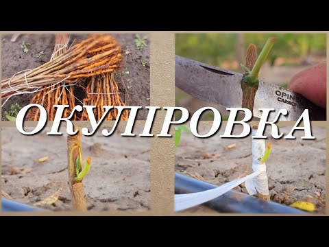 Видео: Окуліровка це просто.