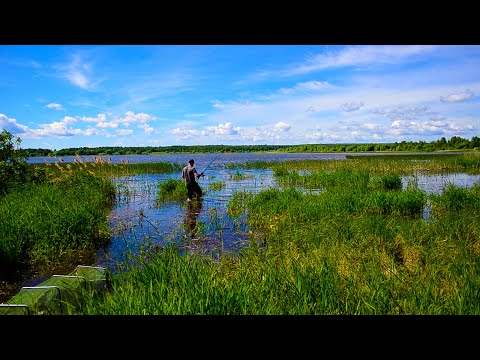 Видео: Рыбалка на КАРАСЯ. Ловля КАРАСЯ ЛЕТОМ. Ловля на ЗАКИДУШКУ. Отдых с Рыбалкой.