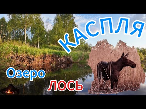 Видео: Озеро Каспля. ЛОСЬ на берегу.🦌