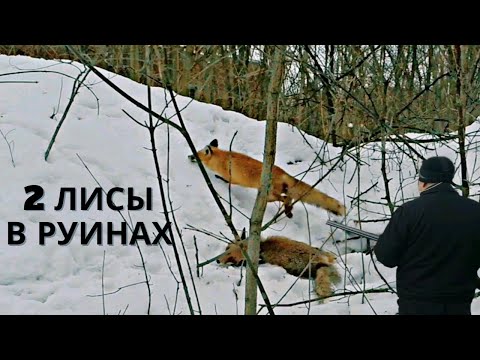 Видео: Охота с ягдтерьером, 2 лисы в руинах. Fox Hunt with Jagdterrier