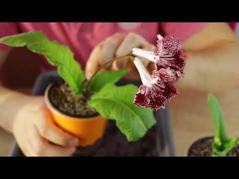 Видео: Как ПРАВИЛЬНО ПЕРЕСАДИТЬ СТРЕПТОКАРПУС? Пересаживаем детку в горшок побольше