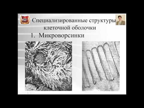 Видео: Лекция № 1. Цитология.