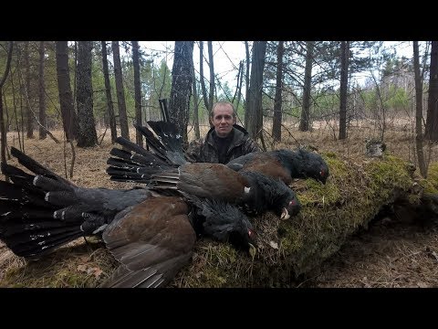 Видео: Охота на глухаря на току на южном урале