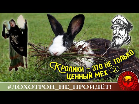 Видео: Кролики, это не только ценный мех! (Авторы - Моряк Андрей и Наталья Рамирес)