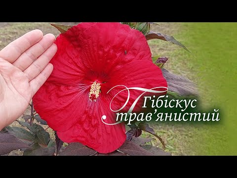 Видео: Гібіскус трав'янистий | Як росте, догляд, посадка, розмноження | Все про гібіскус трав'янистий
