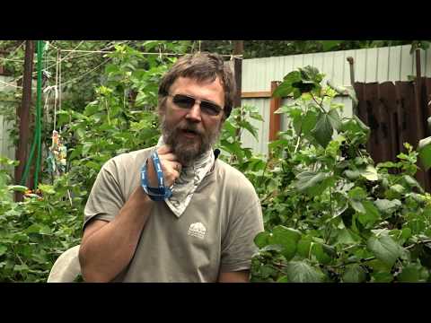 Видео: Денис и Юля Смоляковы: жизнь после удаления гортани