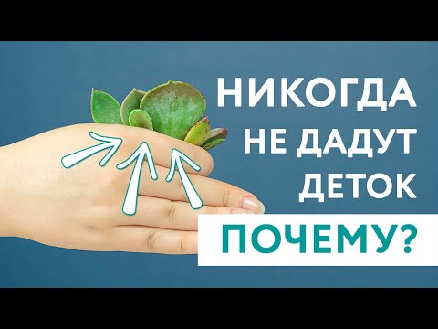 Видео: Почему не получилось размножение суккулентов листом? Все причины