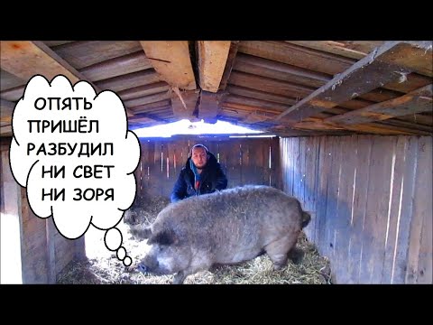 Видео: Размер свиньи породы Венгерская Пуховая Мангалица! \ Вовкин Двор!