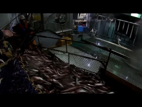 Видео: Выборка трала на русском БАТМе, 80 тонн / 2021