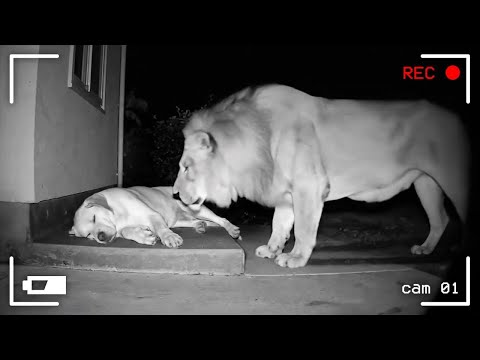 Видео: 55 самых впечатляющих моментов из жизни животных, снятых на камеру