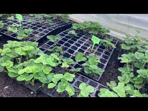 Видео: Розсада полуниці в касетах на вересень. Аналіз сортів