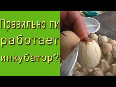 Видео: Как определить, что инкубатор работает правильно?